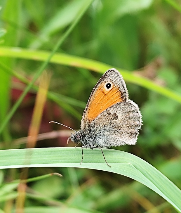 očkáň pohánkový  Coenonympha pamphilus