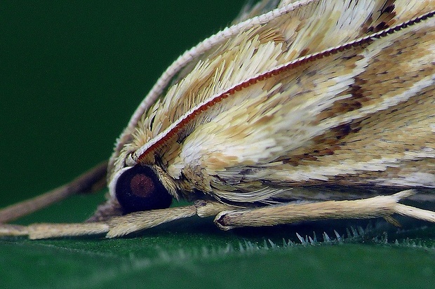 vijačka zúbkovitá (sk) / zavíječ hadincový (cz) Cynaeda dentalis (Denis & Schiffermüller, 1775)