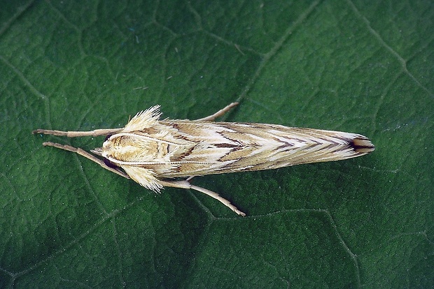 vijačka zúbkovitá (sk) / zavíječ hadincový (cz) Cynaeda dentalis (Denis & Schiffermüller, 1775)