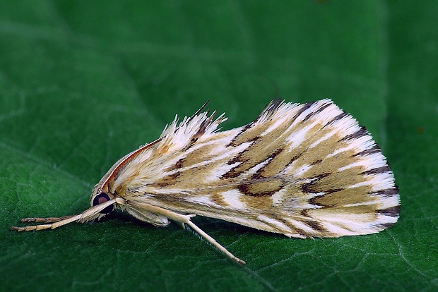 vijačka zúbkovitá (sk) / zavíječ hadincový (cz) Cynaeda dentalis (Denis & Schiffermüller, 1775)