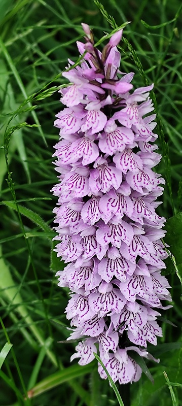 vstavačovec fuchsov pravý Dactylorhiza fuchsii subsp. fuchsii (Druce) Soó