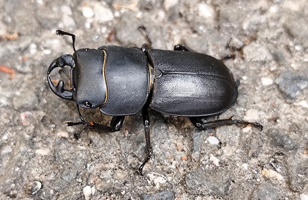 roháčik obyčajný  Dorcus parallelopipedus