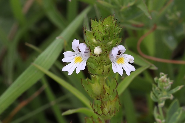 očianka tuhá Euphrasia stricta D. Wolff ex J. F. Lehm.