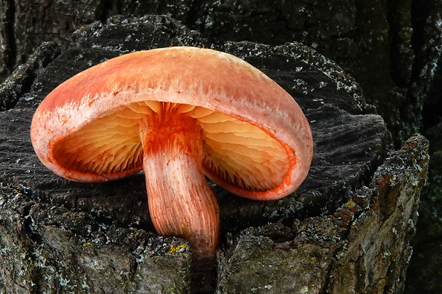 šupinovec Gymnopilus suberis (Maire) Singer