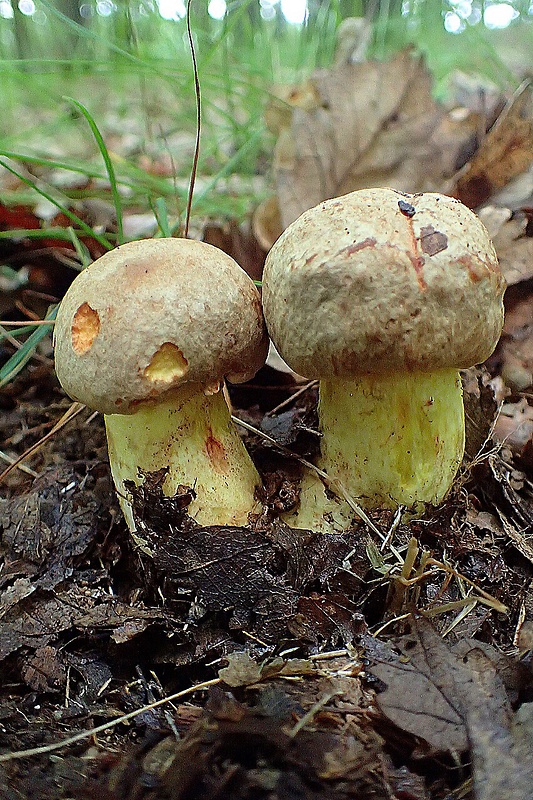 hríb plavý Hemileccinum impolitum (Fr.) Šutara