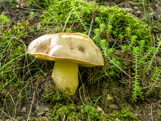 hríb plavý Hemileccinum impolitum (Fr.) Šutara