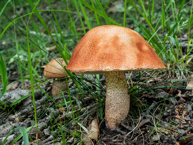 kozák dubový Leccinum aurantiacum (Bull.) Gray