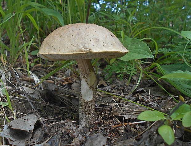 kozák topoľový Leccinum duriusculum (Schulzer ex Kalchbr.) Singer