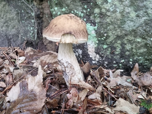 kozák hrabový Leccinum pseudoscabrum (Kallenb.) Šutara