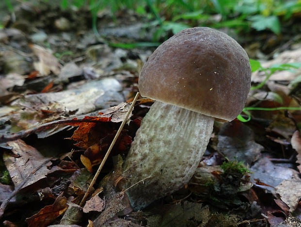 kozák hrabový Leccinum pseudoscabrum (Kallenb.) Šutara