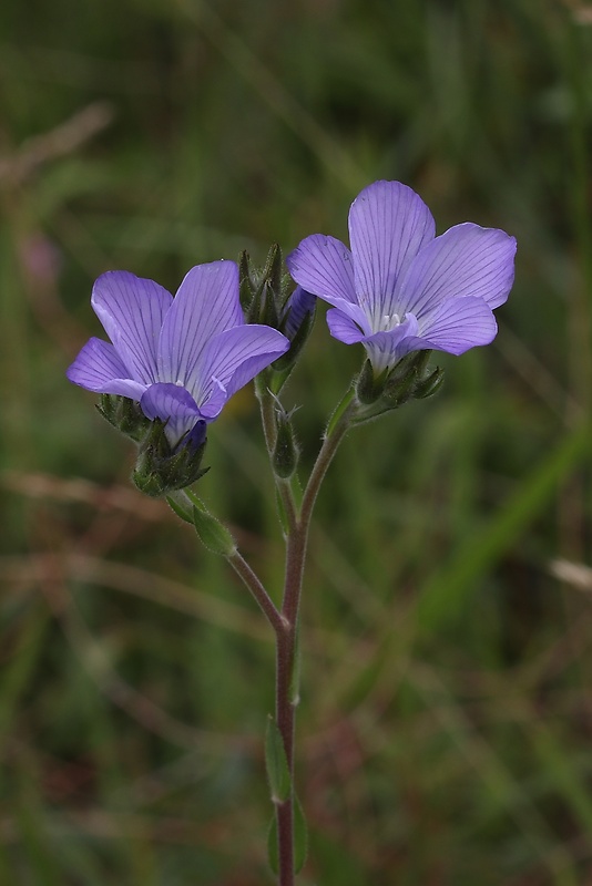 ľan chlpatý Linum hirsutum L.