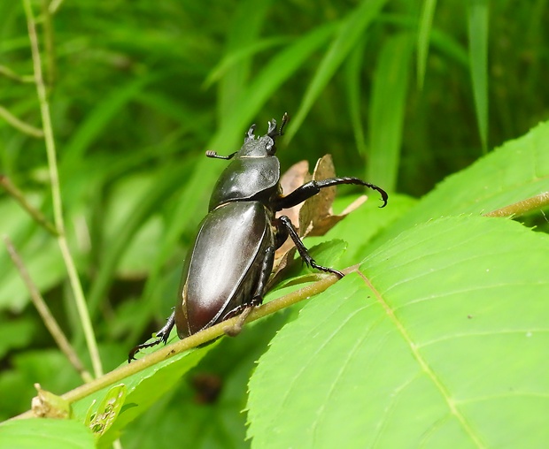 roháč  obyčajný  Lucanus cervus