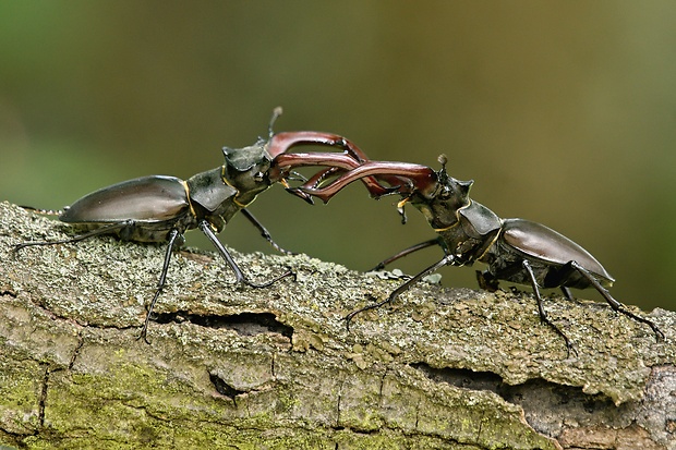 roháč veľký Lucanus cervus