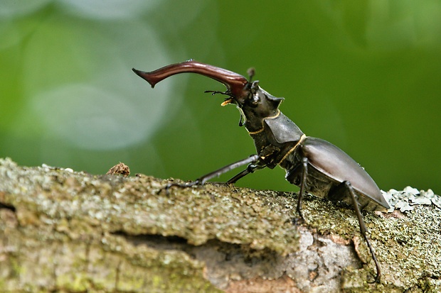 roháč veľký Lucanus cervus