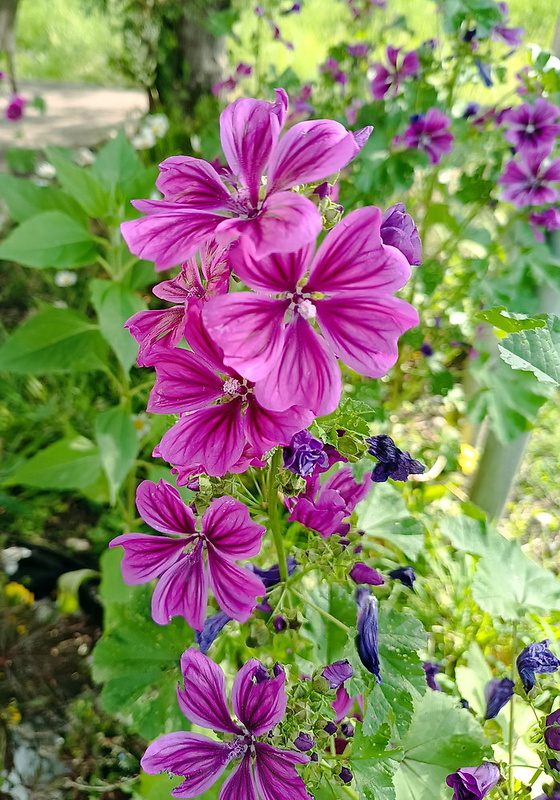 slez maurský Malva mauritiana