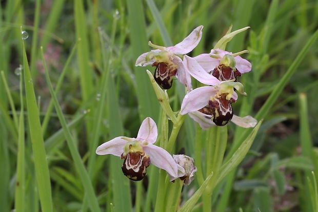 hmyzovník včelovitý Ophrys apifera Huds.