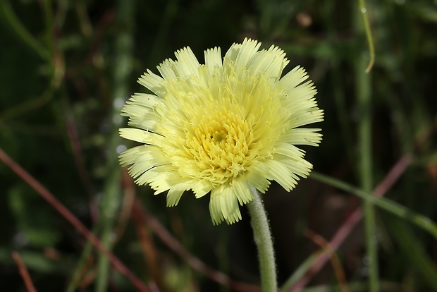 chlpánik obyčajný Pilosella officinarum F. W. Schultz et Sch. Bip.