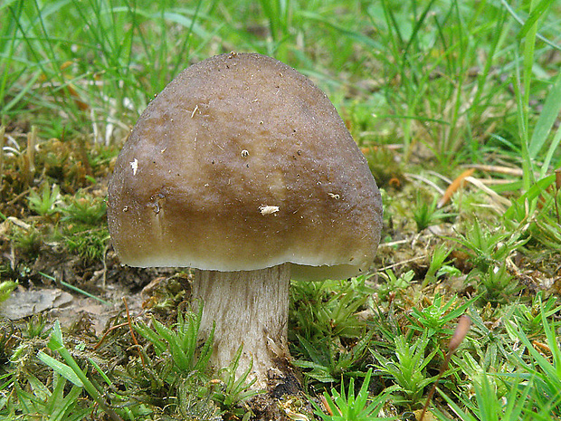 štítovka jelenia Pluteus cervinus (Schaeff.) P. Kumm.