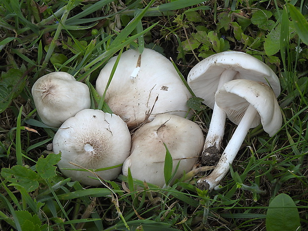 štítovka šupinatá Pluteus petasatus (Fr.) Gillet