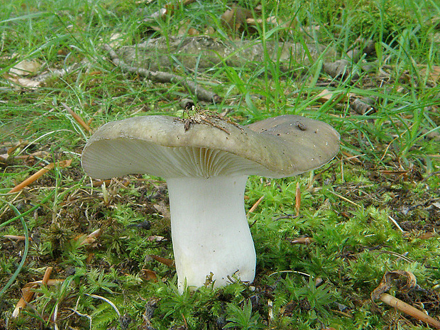 plávka Russula sp.