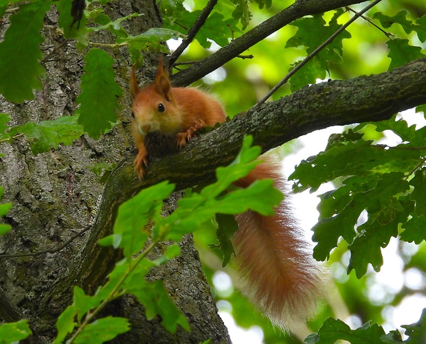 veverica obyčajná Sciurus vulgaris