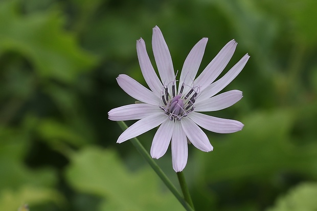 hadomor purpurový Scorzonera purpurea L.