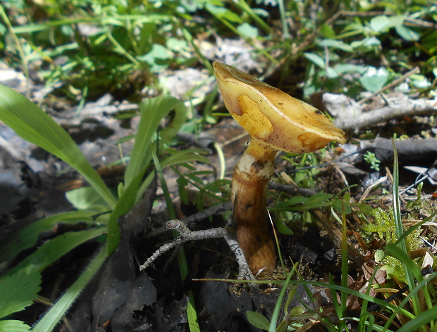 masliak smrekovcový Suillus grevillei (Klotzsch) Singer