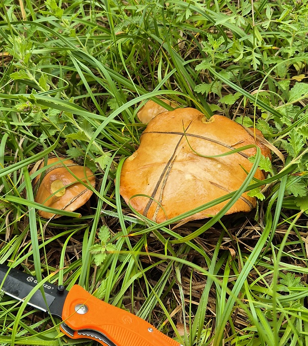 masliak Suillus sp.