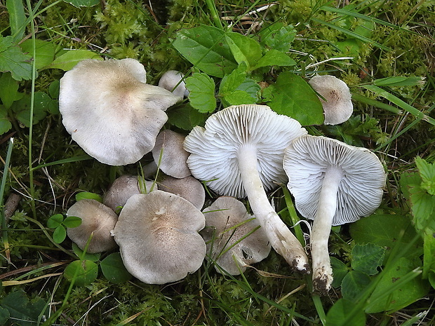 čírovka sivookrová Tricholoma scalpturatum (Fr.) Quél.