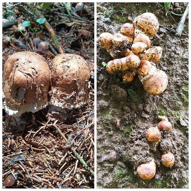 pečiarka trsovitá Agaricus bohusii Bon