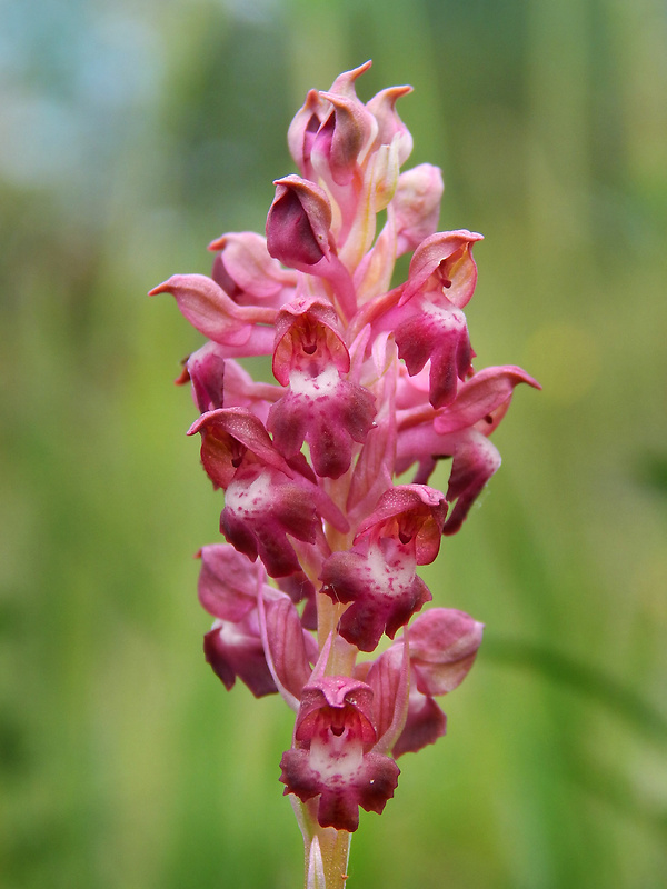 červenohlav ploštičný Anacamptis coriophora (L.) R. M. Bateman, A. M. Pringeon & M. W. Chase