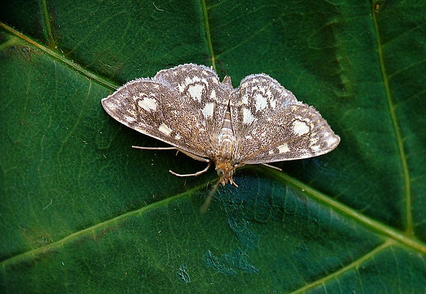 vijačka čistcova Anania stachydalis