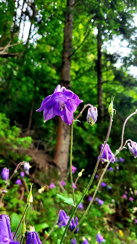 orlíček obyčajný Aquilegia vulgaris L.