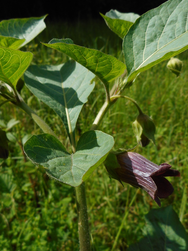 ľuľkovec zlomocný Atropa bella-donna L.