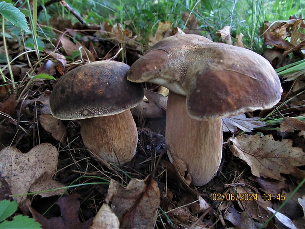 hríb bronzový Boletus aereus Bull. ex Fr.