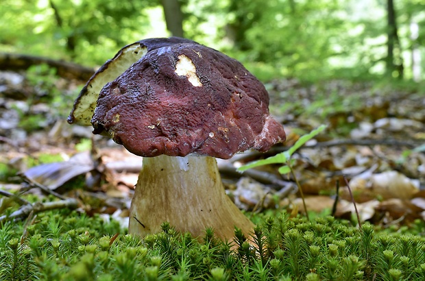 hríb sosnový Boletus pinophilus Pil. et Dermek in Pil.