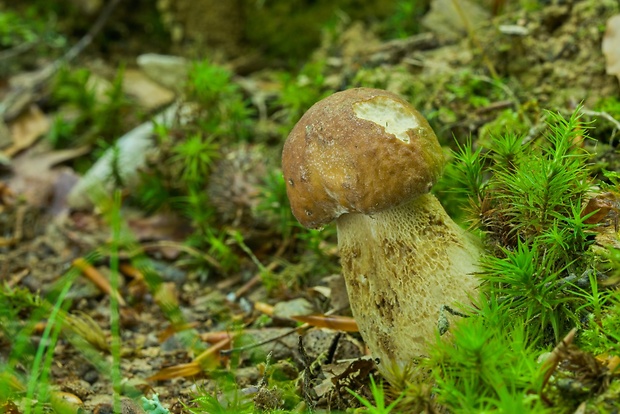 hríb dubový Boletus reticulatus Schaeff.