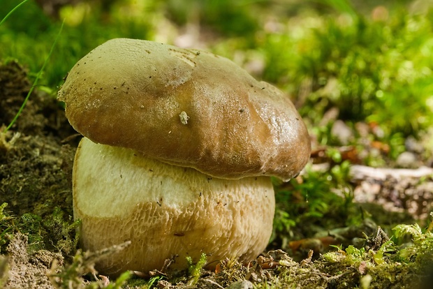 hríb dubový Boletus reticulatus Schaeff.