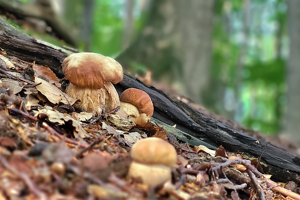 hríb dubový Boletus reticulatus Schaeff.