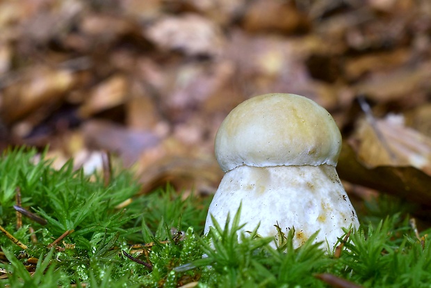 hríb dubový Boletus reticulatus Schaeff.