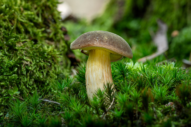 suchohríb plstnatý Boletus subtomentosus L.