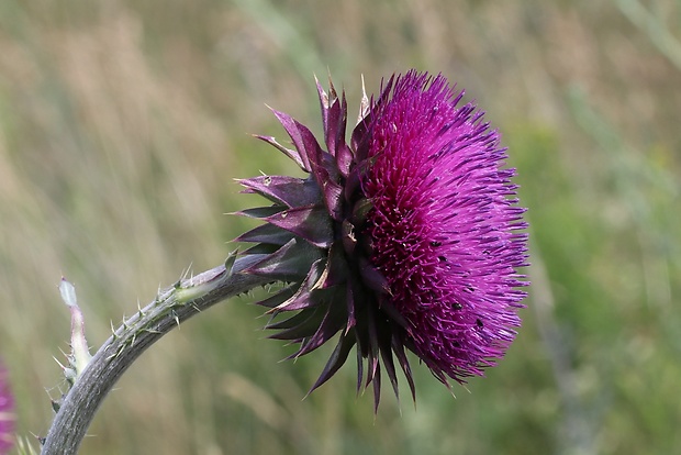 bodliak ovisnutý Carduus nutans L.