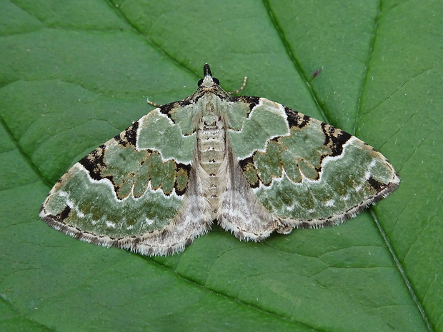 piadivka hluchavková Colostygia pectinataria