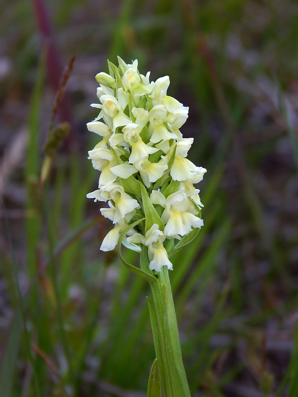 vstavačovec bledožltý Dactylorhiza ochroleuca (Wustnei ex Boll) Holub