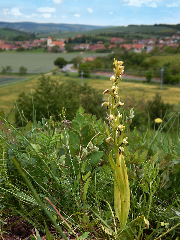 vstavačovec zelený Dactylorhiza viridis (L.) A.M. Bateman, A.M. Pridgeon &amp; M. Chase