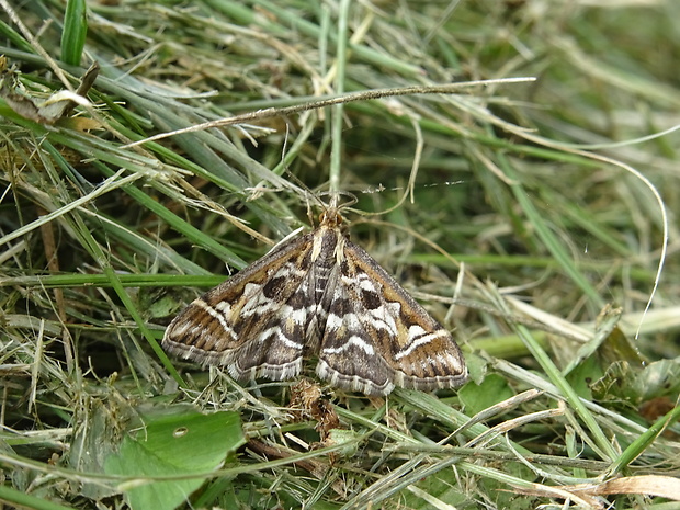 vijačka písmenková Diasemia reticularis