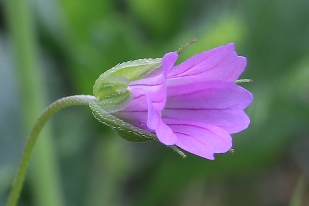 pakost holubí Geranium columbinum L.