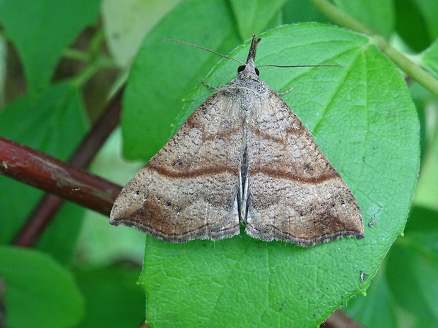 pamora žihľavová Hypena proboscidalis