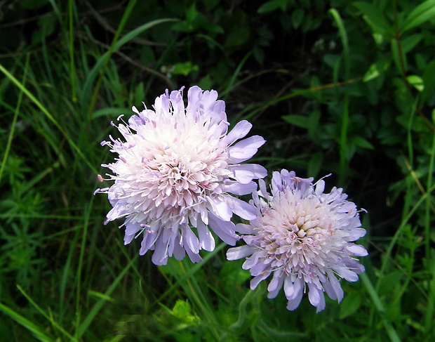 chrastavec roľný Knautia arvensis (L.) Coult.