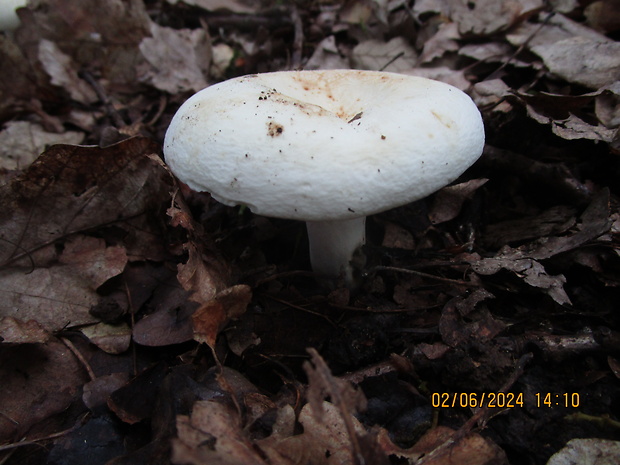 rýdzik korenistý Lactarius piperatus (L.) Pers.